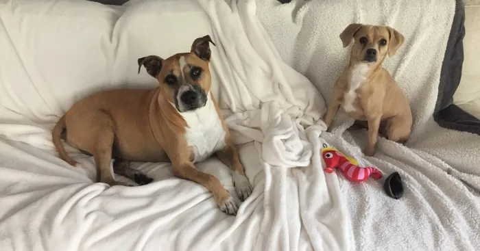 Lola's Love Story