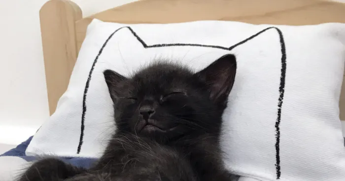 I Make Mini Versions Of My Catnap Pillows For Ikea Duktig Doll Beds To Further Enhance Your Cat Hack