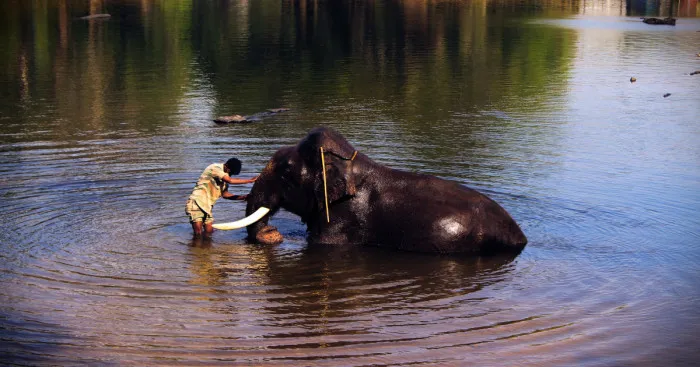 I Spent Some Time At The Dubare, Karnataka And Could Not Feel Enough Affection For The Elephants There