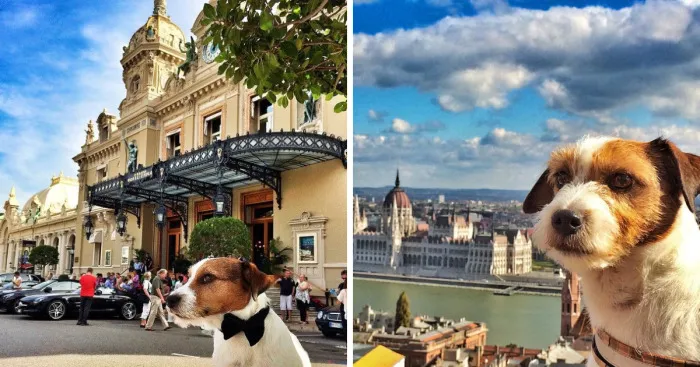 Puppy Explored 24 Countries And Is Hungry For More