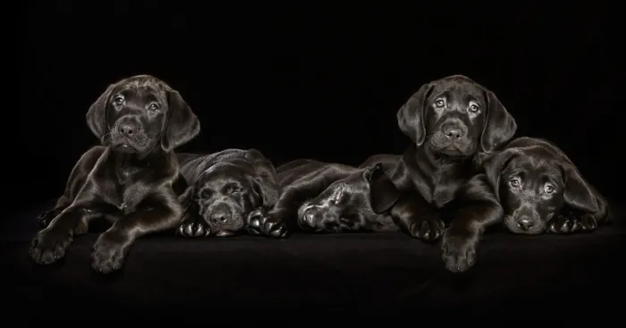 Overlooked Black Dogs - Photographer Brings Attention To The Problem Black Dogs Face In Shelters
