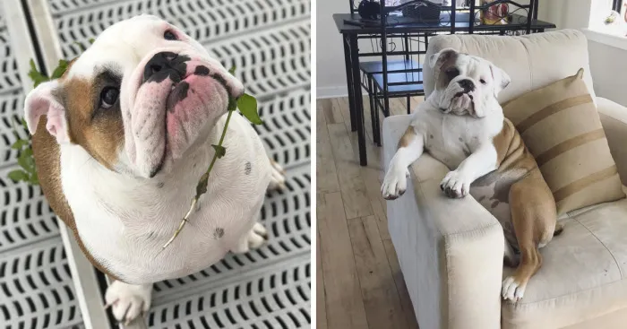 Meet Walter - An English Bulldog Who Likes To Sit Like A Human In His Favorite Chair