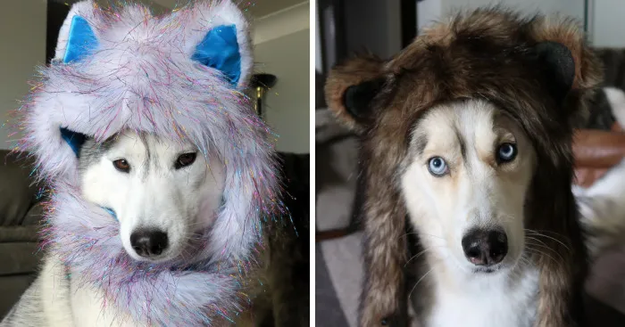 Dogs That Cosplay