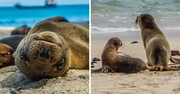 I Photographed Sea Lions In The Galápagos, And There's A Reason People Call Them The Puppies Of The Sea (Part 2)