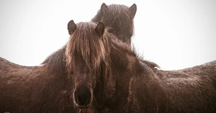 Icelandic Horses In The Mist