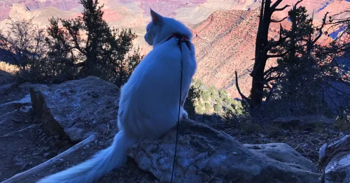 Cezar, The Most Travelled Cat In The World, With 14 Countries Under His Paws