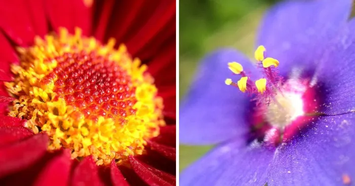 I Spend Hours Every Week Photographing This Small Beauties