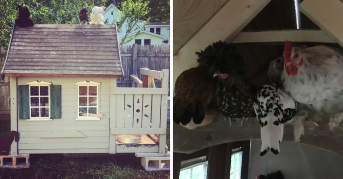 Chicken Coup Out Of Repurposed Playhouse