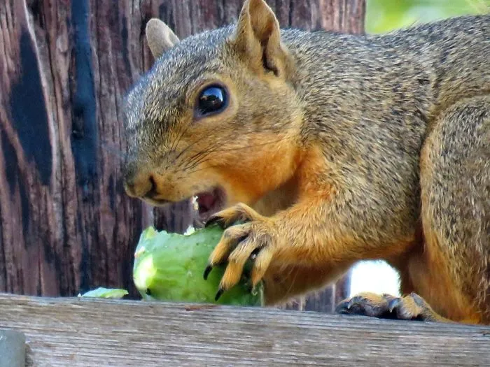 My Backyard Wildlife Is So Ordinary... Yet So Extraordinary!