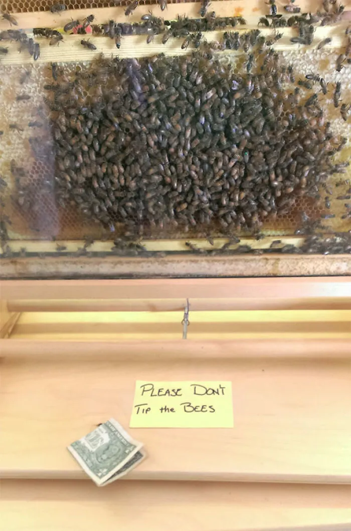 F*ck Bee Rules