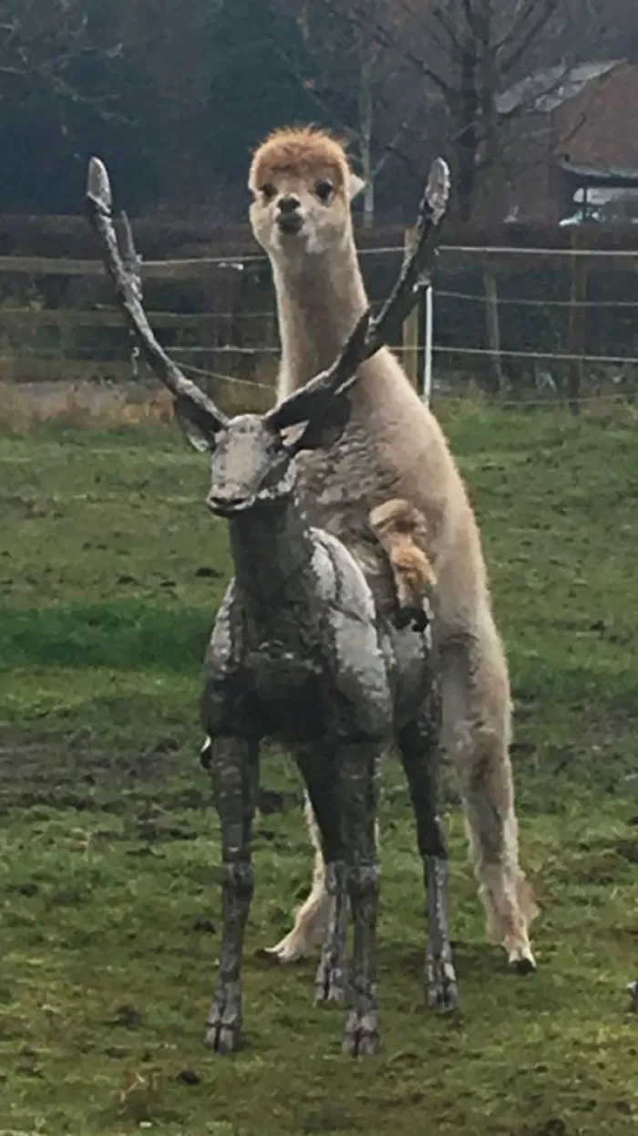 La alpaca del vecino se está tirando a su nueva escultura del jardín