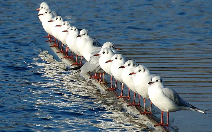 Rebellious Seagull