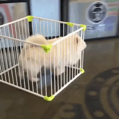 No Puedes Encerrar La Bola De Pelo