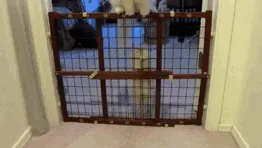 Gato Enseña A Gatito A Saltarse Las Reglas
