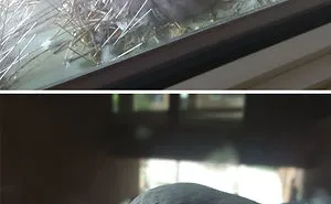 30 Badass Animals Who Don’t Care About Your Stupid Rules