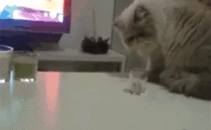 30 Badass Animals Who Don’t Care About Your Stupid Rules
