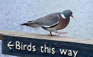 30 Badass Animals Who Don’t Care About Your Stupid Rules