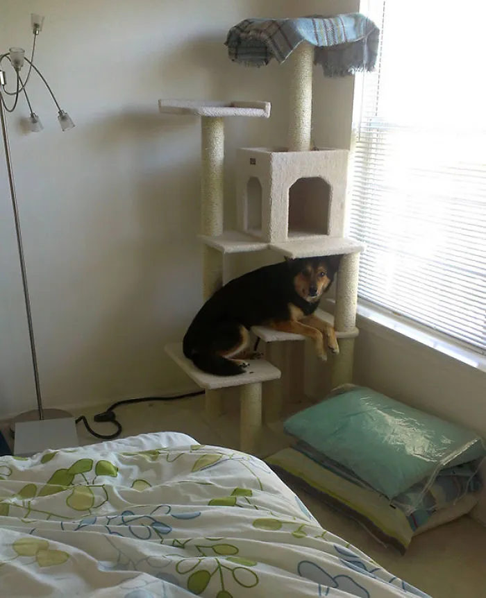 Compramos Esta Torre De Gatos Para Nuestro Gato