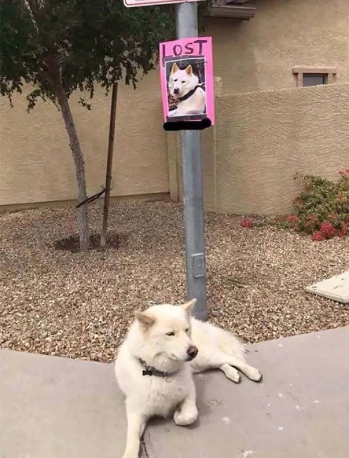 Lost Dog