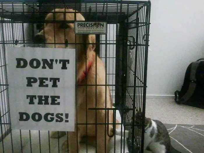 My Cat Is A Rebel