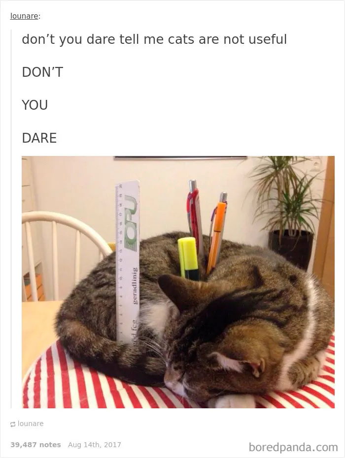 136 Cat Posts On Tumblr That Are Impossible Not To Laugh At