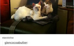 136 Cat Posts On Tumblr That Are Impossible Not To Laugh At