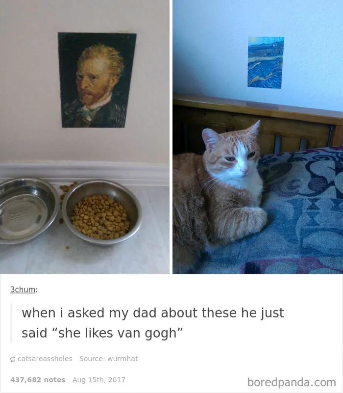 136 Cat Posts On Tumblr That Are Impossible Not To Laugh At