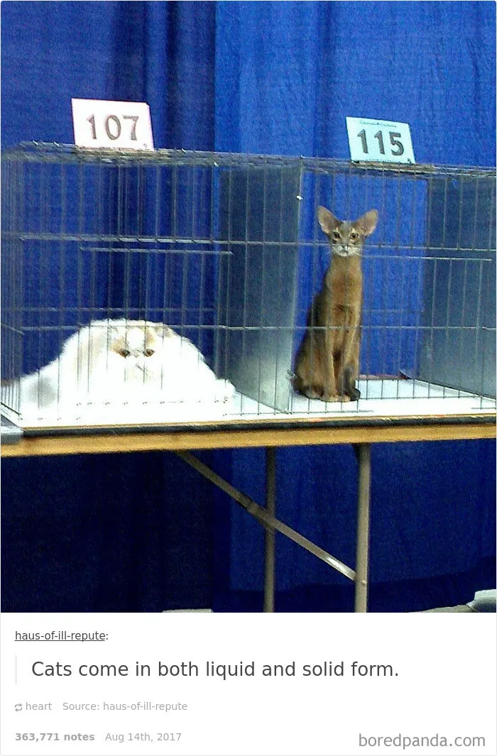 136 Cat Posts On Tumblr That Are Impossible Not To Laugh At