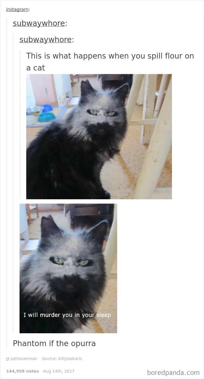 136 Cat Posts On Tumblr That Are Impossible Not To Laugh At
