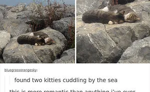 136 Cat Posts On Tumblr That Are Impossible Not To Laugh At
