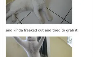 136 Cat Posts On Tumblr That Are Impossible Not To Laugh At