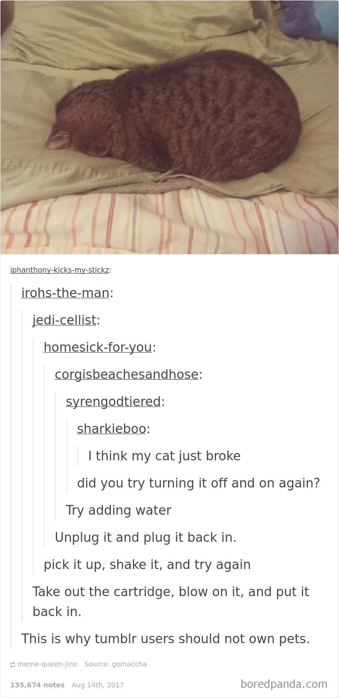 Cat Pic