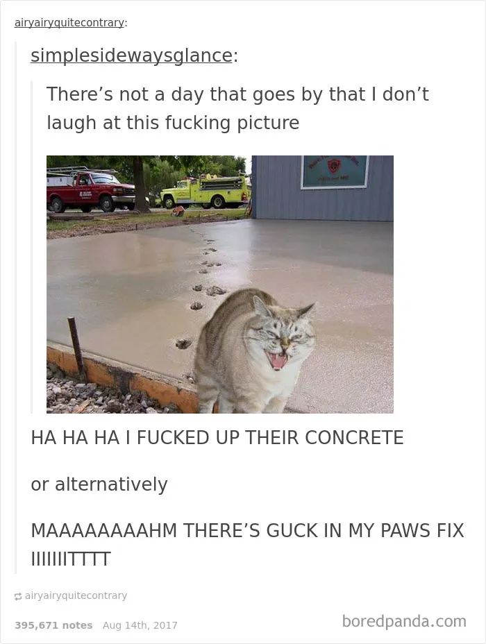 136 Cat Posts On Tumblr That Are Impossible Not To Laugh At