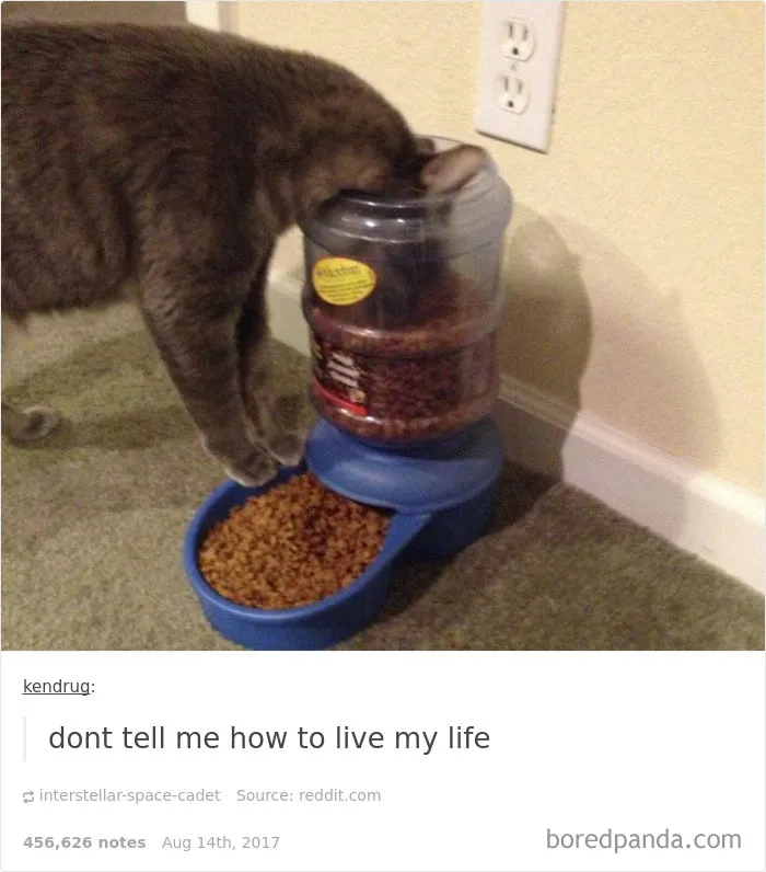 136 Cat Posts On Tumblr That Are Impossible Not To Laugh At