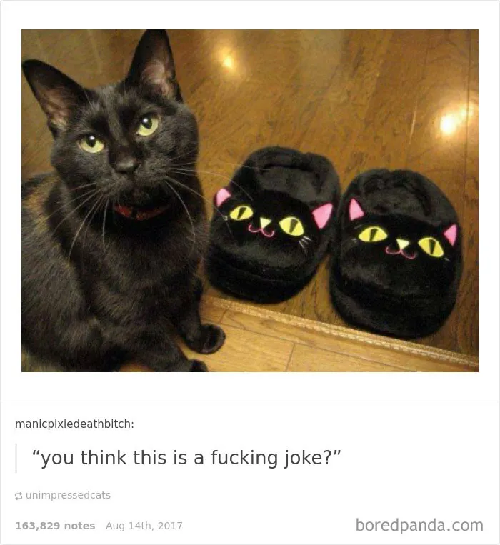 136 Cat Posts On Tumblr That Are Impossible Not To Laugh At