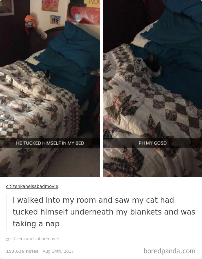 136 Cat Posts On Tumblr That Are Impossible Not To Laugh At