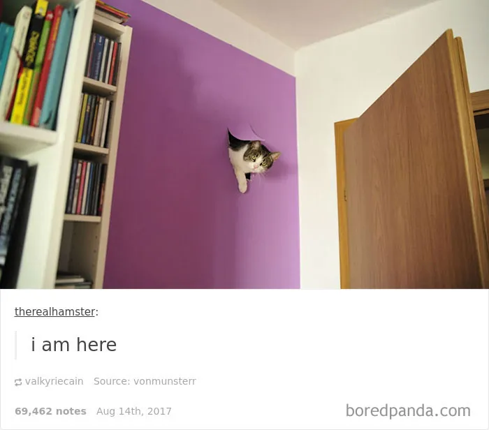 136 Cat Posts On Tumblr That Are Impossible Not To Laugh At