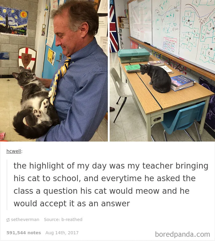 136 Cat Posts On Tumblr That Are Impossible Not To Laugh At