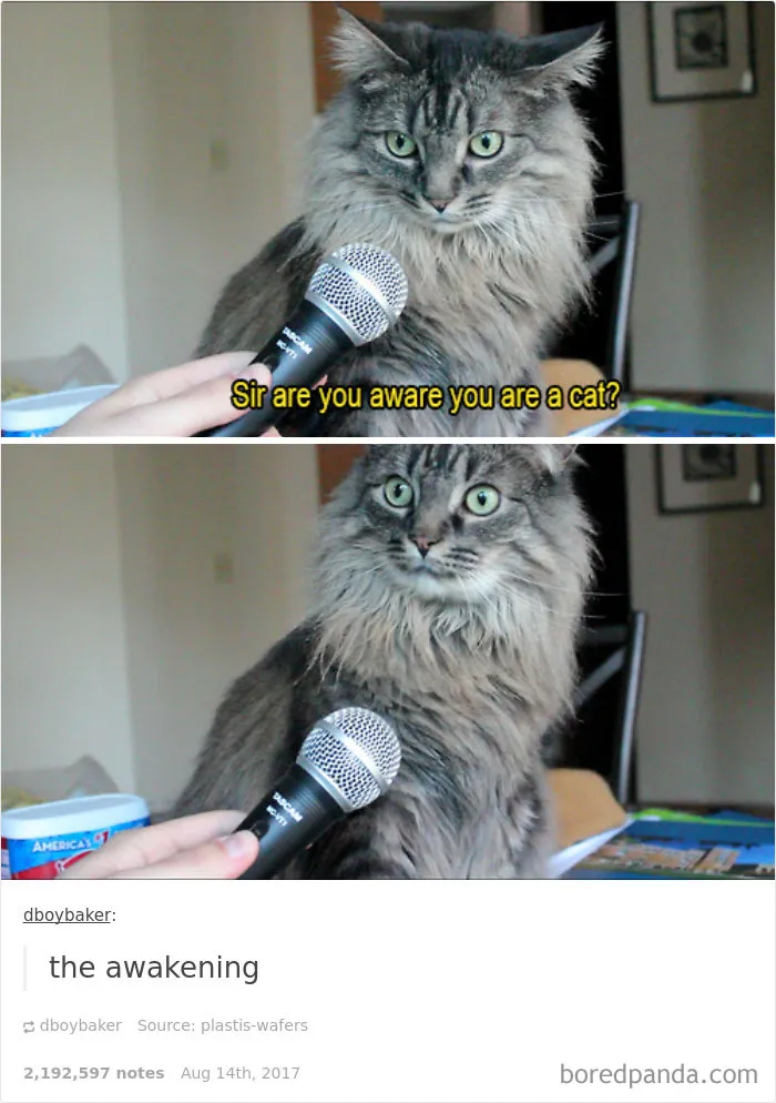 136 Cat Posts On Tumblr That Are Impossible Not To Laugh At