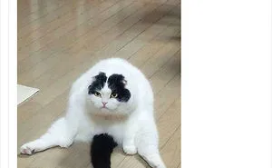 136 Cat Posts On Tumblr That Are Impossible Not To Laugh At