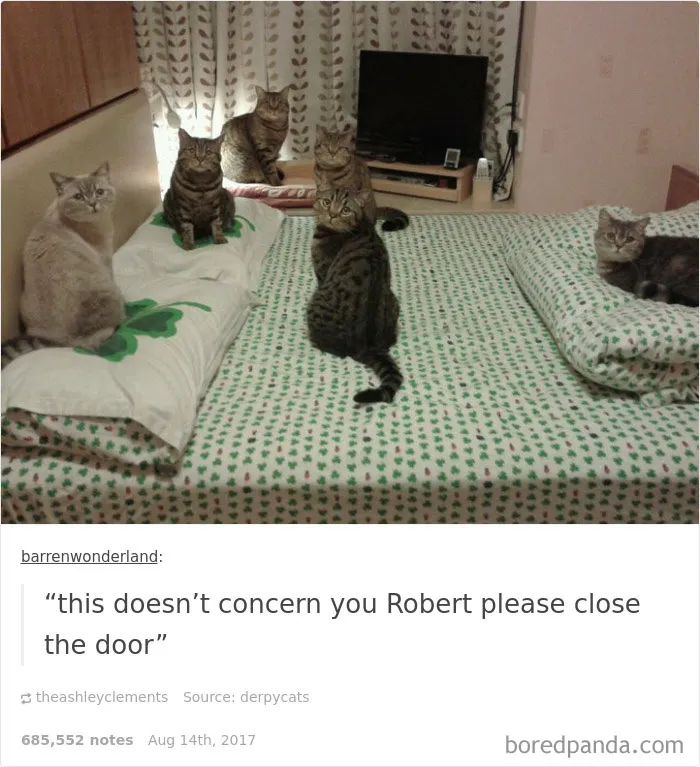 136 Cat Posts On Tumblr That Are Impossible Not To Laugh At