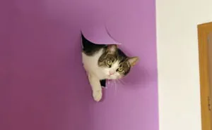 136 Cat Posts On Tumblr That Are Impossible Not To Laugh At