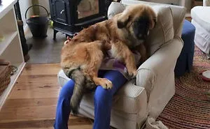 178 Dogs Who Don't Understand How BIG They Are And Think They're Lap Dogs (Add Yours)