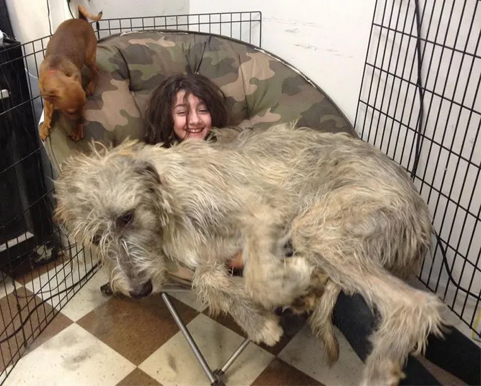 Irish Wolf Hound Puppy