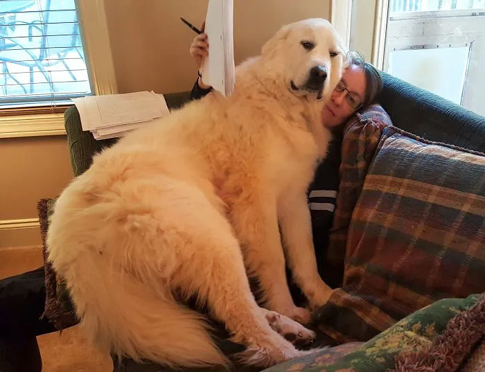 I Didn't Want To Grade Those Essays Anyway