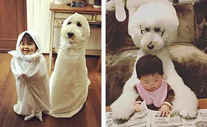 This Little Japanese Girl And Her Pet Poodle Will Make Your Day