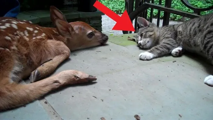 When You See Why This Kitten Is So Excited, Your Heart Will Melt Away!