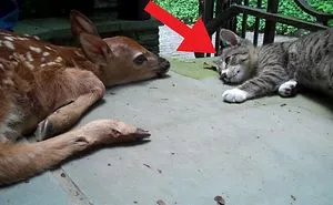 When You See Why This Kitten Is So Excited, Your Heart Will Melt Away!