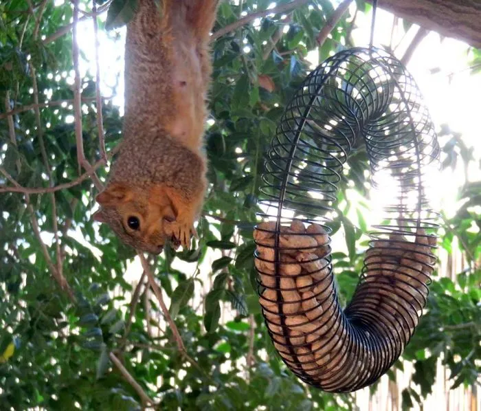 My Backyard Wildlife Is So Ordinary... Yet So Extraordinary!