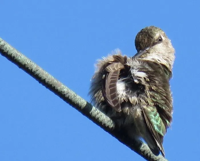 My Backyard Wildlife Is So Ordinary... Yet So Extraordinary!